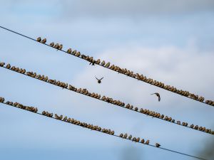 Linnet
