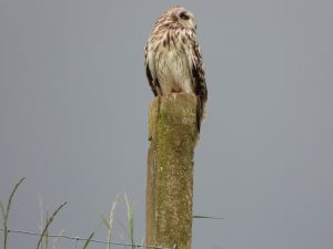 Short-eared Owl