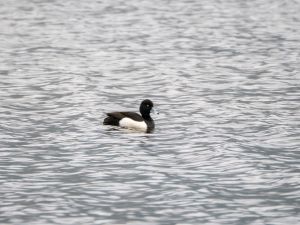 Tufted Duck