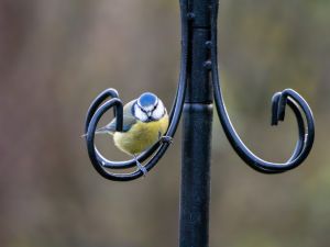 Blue Tit