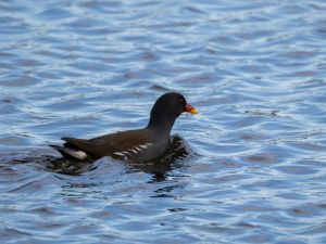 Moorhen