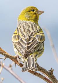 Atlantic Canary
