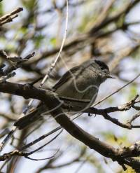Blackcap