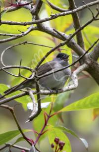 Blackcap