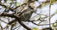 Blackcap