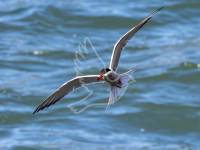 Common Tern