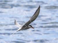 Common Tern