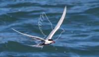 Common Tern