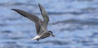 Common Tern