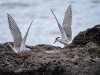 Common Tern