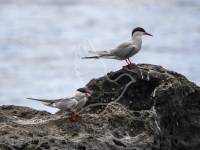 Common Tern