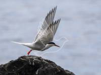 Common Tern
