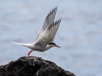 Common Tern