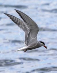 Common Tern