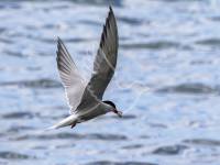 Common Tern
