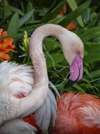 Flamingo