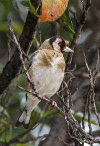 Goldfinch