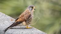 Kestrel