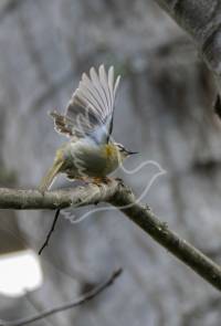 Madeiran Firecrest