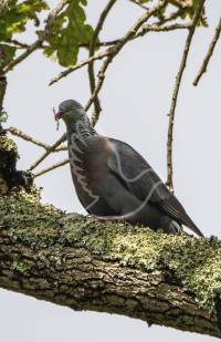 Trocaz Pigeon