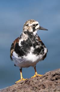 Turnstone
