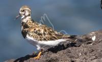Turnstone