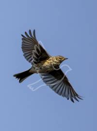 Meadow Pipit