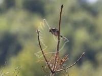 Reed Bunting