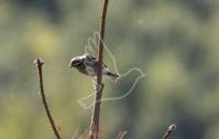 Reed Bunting
