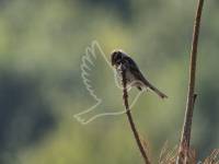 Reed Bunting