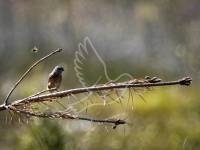 Stonechat