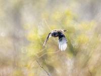 Stonechat