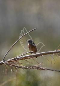 Stonechat
