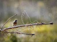Stonechat