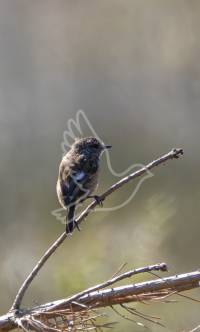 Stonechat