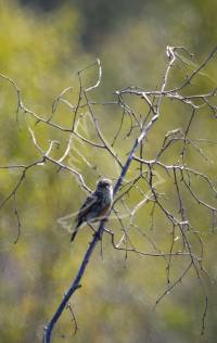 Stonechat