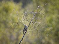 Stonechat