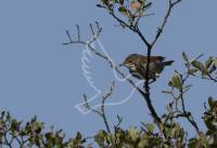 Whitethroat