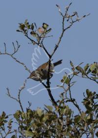 Whitethroat