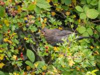 Blackbird Juvenile