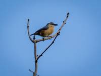 Nuthatch