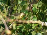 Willow Warbler