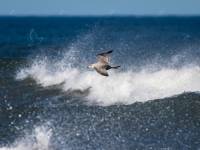 Herring Gull