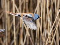 BeardedTit-2_result