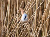 BeardedTit-3_result