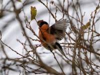 Bullfinch_result