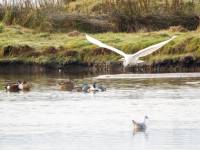 Egret-5_result
