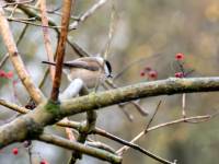 MarshTit-2_result