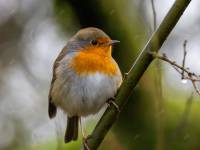 Robin_result