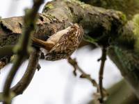Treecreeper-1_result